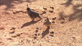 🐣 9 Gambels Quail Hatchling Chicks  Gambels Quail Family  Saguaro National Park [upl. by Ardnikal]