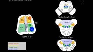 Understanding brainstem cranial nerve nuclei [upl. by Anoek348]