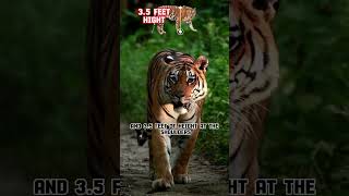 Siberian vs Bengal Tiger The Ultimate Battle of Big CatsSiberian tiger vs Bengal tiger fight [upl. by Antonetta]