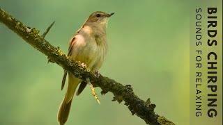 24 HOURS of Birds Singing in the Woods  Bird Video Relaxing Sound Instant Relief from Stress [upl. by Bluh]