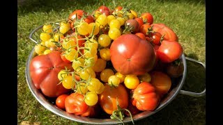 🍅 Tomaten selber anbauen 🍅 Vom Keimling bis zur Köstlichkeit Die eigenen Tomaten [upl. by Constance620]