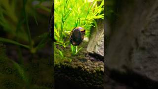 Best Algae Eater Snail For Planted Aquarium [upl. by Rawlinson317]