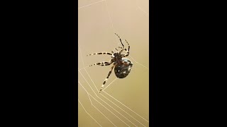 Watch this Orbweaver SPIDER Build its WEB  Slow Motion shorts [upl. by Elacsap]