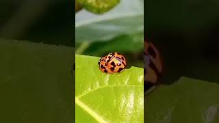 ladybug mating ladybug bugs bugslife insects insectworld insect shortsyoutube shorts [upl. by Spatz]