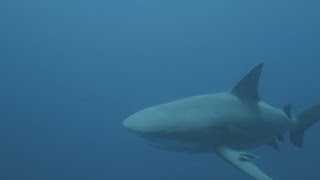 Bull Shark Attacks 3 July of 2024 in Texas [upl. by Euqirne]