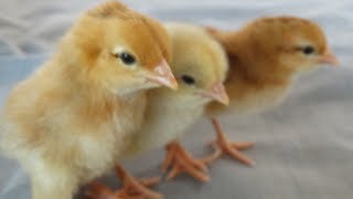 Baby Chicks Chirping Soundscute playing [upl. by Pasia]