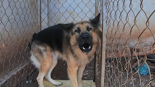 German Shepherd Barking loud [upl. by Halona]