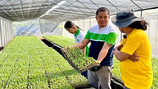 1 Million Vegetable Seedlings Monthly Production Kulang pa sa mga Farmer Costumers nila Galing [upl. by Idnic]