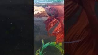 Red Betta bettafish redbettafish shorts [upl. by Bryant880]