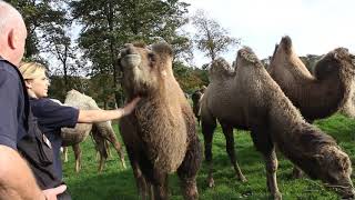 Keeper Tara Becomes A Camel Scratching Post [upl. by Oletta]