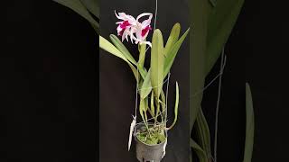 Laelia purpurata var Atropurpurea orchid anggrek [upl. by Rabush]