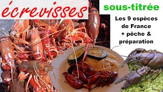 123🦞 Les écrevisses de France 🦞 9 espèces  Comment pêcher à la nasse amp cuisiner 🍽️ [upl. by Redwine]