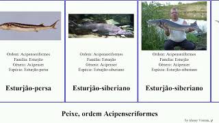 Peixe ordem Acipenseriformes fish transmontanus Scaphirhynchus Esturjãosiberiano gueldenstaedtii [upl. by Polinski694]