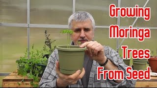 Growing Moringa Trees From Seeds [upl. by Nelrac385]