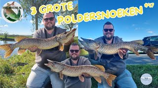 3 GROTE POLDERSNOEKEN op de SPINNERBAIT 47 FISH HUNTING NL [upl. by Crissie]