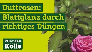 Duftrosen richtig pflegen mit Klaus Kölle  Düngen Pflegen Blattglanz Rückschnitt [upl. by Thorne]