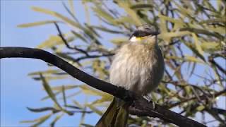 Birds of the Australian Mallee and beyond [upl. by Cruce]