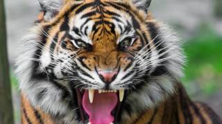 sound of tiger growling  tiger sound effect loud [upl. by Sascha347]