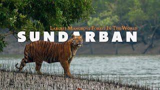 MYSTERIOUS SUNDARBAN  Complete Tour Guide  Largest Mangrove Forest In The World  West Bengal [upl. by Cecelia136]