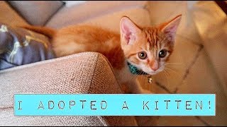 I ADOPTED AN 8 WEEK OLD KITTEN [upl. by Yrred497]