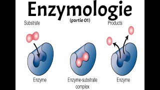 ENZYMOLOGIE PART 1 [upl. by Elbas]