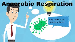 Anaerobic Respiration Fermentation [upl. by Salaidh]