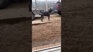 3 year Cane Corso dog corsolove canecorso love shortvideo shorts youtubeshorts [upl. by Kirwin]