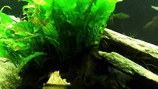 How I Trim And Divide My Aquatic Plants [upl. by Annauj]