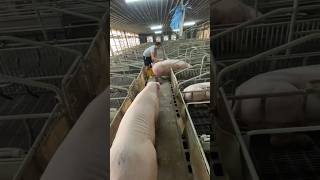 Pigfarming shortvideo [upl. by Willabella]