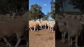 AJ AM amp ST Irons “MARYVALE” Australian White Ewe Lambs [upl. by Bevin]