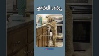 Sraavan bannu 😃 shorts animalfundub ytfunny comedyanimals funnycomedy asalainahasyam [upl. by Valry247]