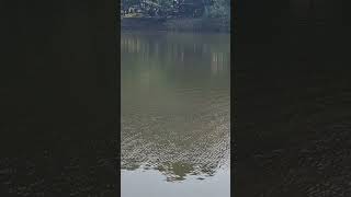 One of my favourite destination Rewalsar lake Mandi Himachal Pradesh [upl. by Uuge]