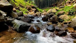 Tropical Rainforest Sounds Soothing River Sounds Near a Beautiful Waterfall in Pine Forest [upl. by Lolanthe]