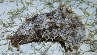 Dolabella auricularia or wedge sea hare [upl. by Bolitho]