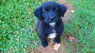 Puppies funny playing after full eating [upl. by Margie412]