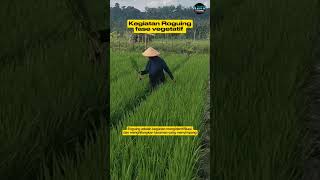 Kegiatan roguing pada fase vegetatif padi produsenbenih vub benihunggul [upl. by Ainsworth]