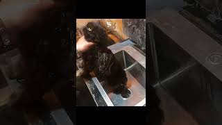 flea bathing a cat cat tips for manomi cat lovers [upl. by Emlyn]