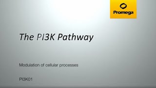 The PI3K Pathway [upl. by Llenra]