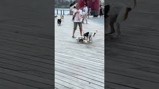 Dogs go crazy with excitement at South Street Seaport NYC southstreetseaport dogs [upl. by Saxena]