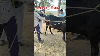 Live simen cow cow shortfeed [upl. by Mufi]