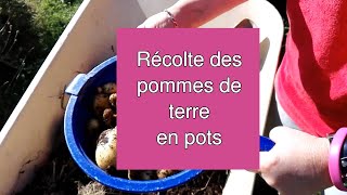 Récolte des pommes de terre en pots [upl. by Bum]