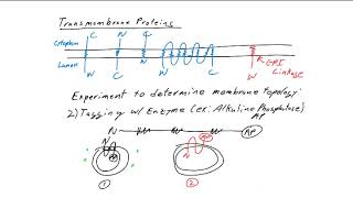 Transmembrane proteins Rules and Assays for Topology [upl. by Jacquetta]