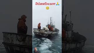 🐻‍❄️ Tiny Polar Bears Heartwarming Rescue 😍 PolarBearRescue WildlifeConservation ArcticAnimals [upl. by Zamir745]