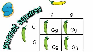 Monohybrid inheritance በአማርኛ Grade 10 Biology Unit 2 Part 5 [upl. by Otiragram]