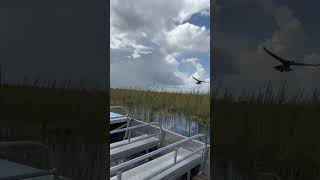 Airboat Tour Speed trail at Everglades Holiday Park  Everglades Airboat Tours  9544348111 [upl. by Courtland]