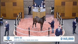 City of Light filly sells for 165000 at Midlantic Fall Yearlings s2024 [upl. by Hairim]