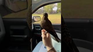 Falcon trying to catch a European Starling [upl. by Watkin]