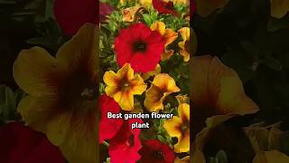 petunia flowers care tips videosgardenflowerplants gardeningwithneelamgardening shortwaterlily [upl. by Hasseman]