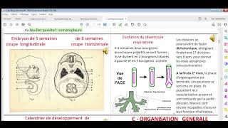 Appareil respiratoire 01 [upl. by Fiel]