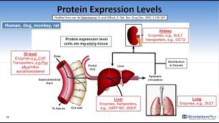 Enzyme and Transporter Expression Levels in GastroPlus™ 96 [upl. by Cyrill]